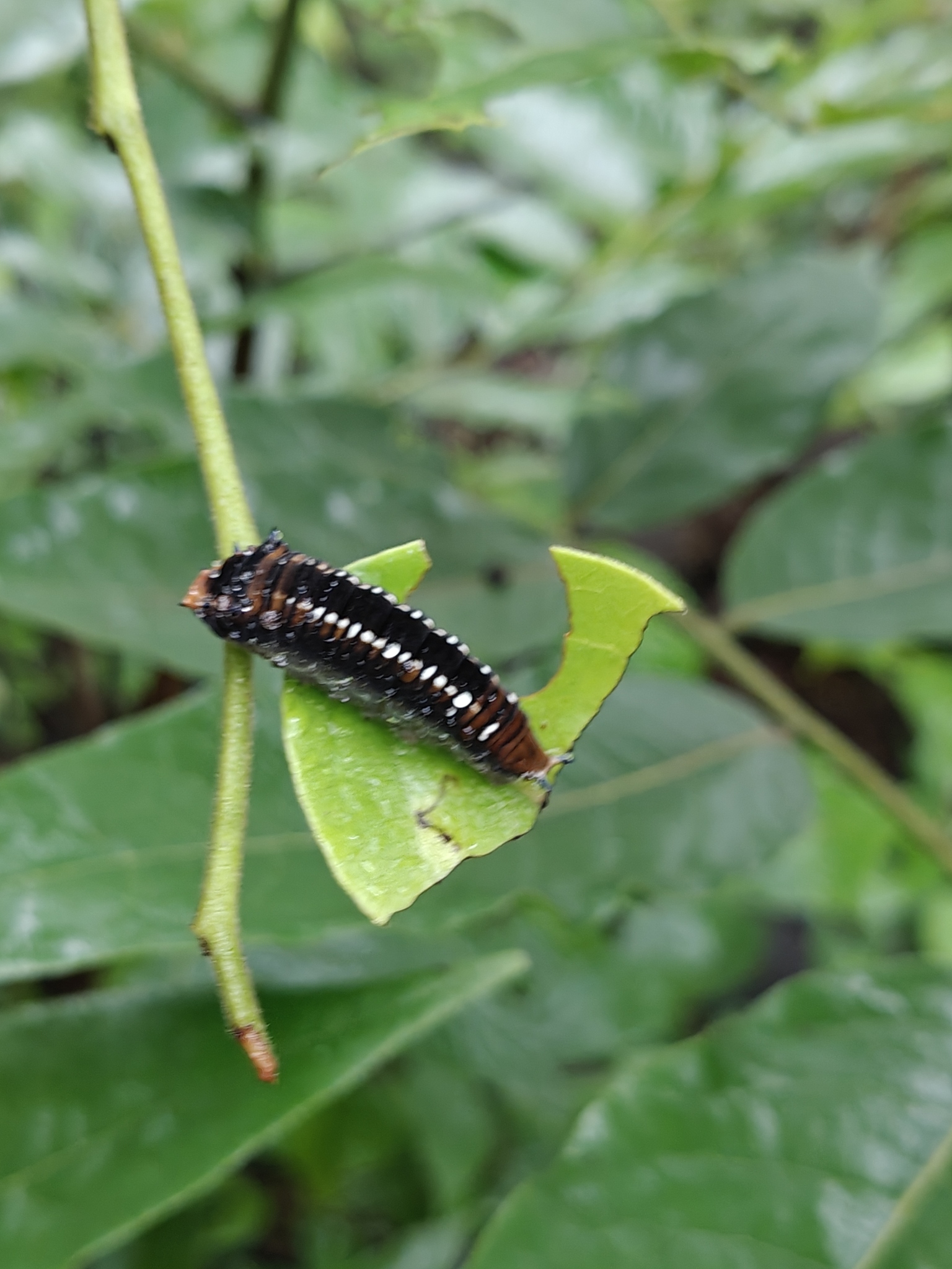 Spot Swordtail