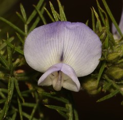 Psoralea montana