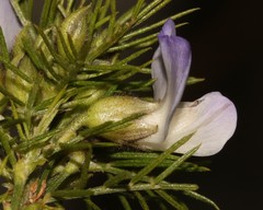 Psoralea montana