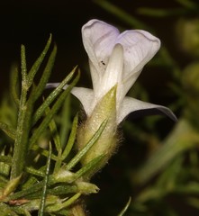 Psoralea montana