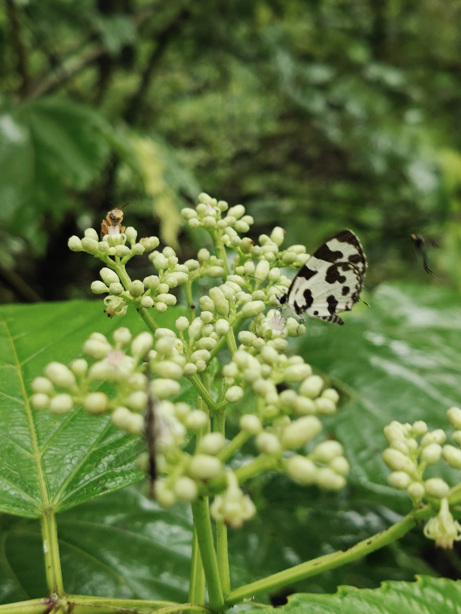 Angled Pierrot