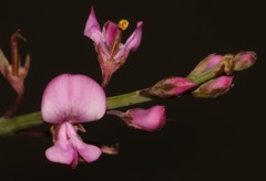 Indigofera ionii