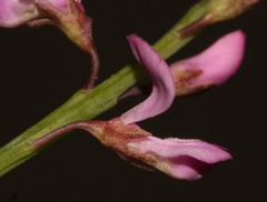 Indigofera ionii