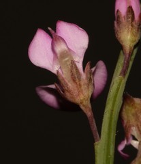 Indigofera ionii
