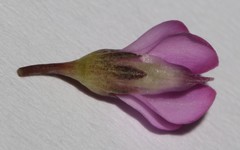 Indigofera ionii