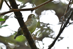 Uropsila leucogastra