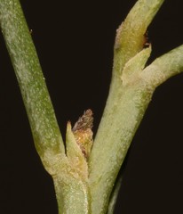 Indigofera ionii