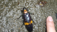 Chrysochroini