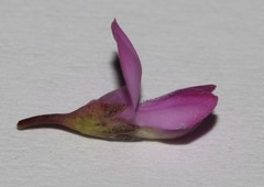 Indigofera ionii
