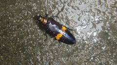 Chrysochroini