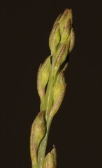 Indigofera ionii