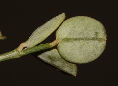 Indigofera ionii