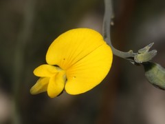 Lebeckia brevipes