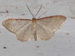 Idaea humiliata