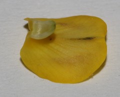 Lebeckia brevipes