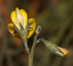 Lebeckia brevipes