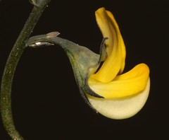Lebeckia brevipes