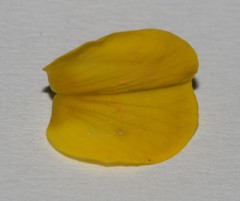Lebeckia brevipes