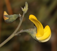 Lebeckia brevipes