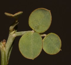 Indigofera ionii