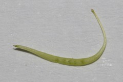 Lebeckia brevipes
