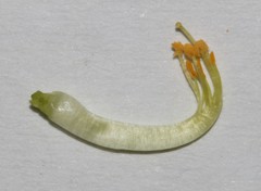Lebeckia brevipes