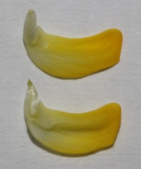 Lebeckia brevipes