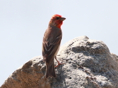 Carpodacus erythrinus