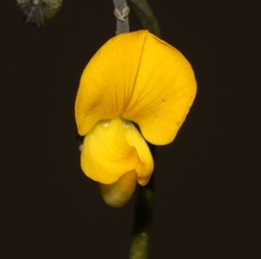 Lebeckia brevipes
