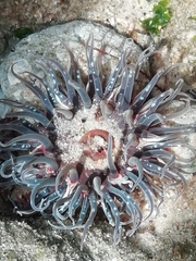 Anthopleura biscayensis