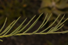 Lebeckia brevipes