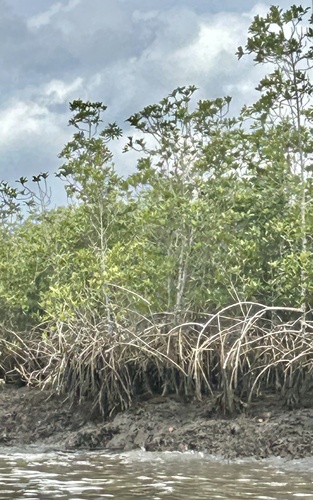 Gentleman giant Mangrove (Rhizophora racemosa)