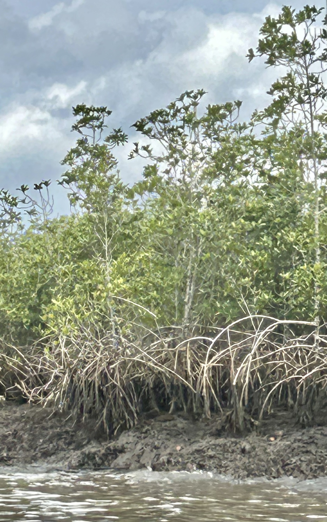 Gentleman Giant Mangrove (Rhizophora racemosa)