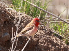 Carpodacus erythrinus