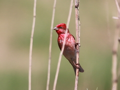 Carpodacus erythrinus