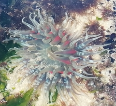 Anthopleura biscayensis