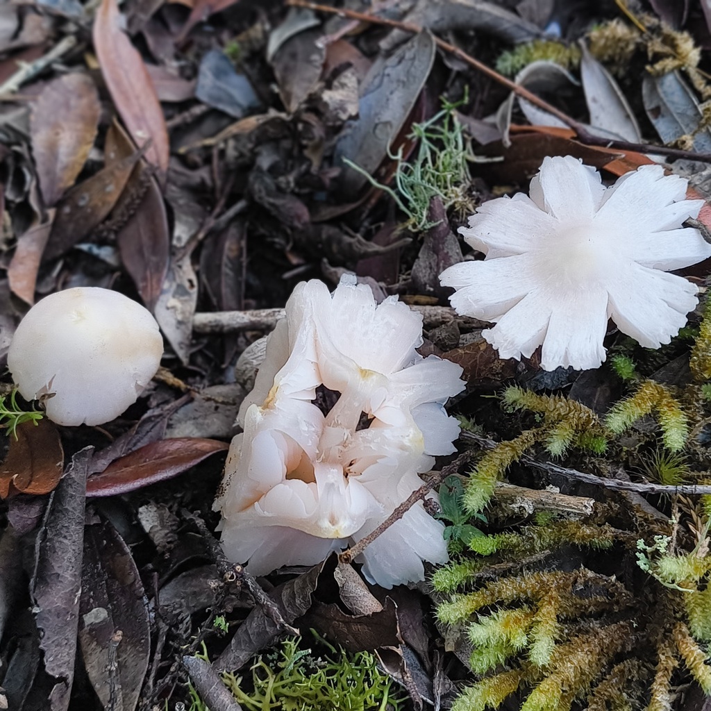 Humidicutis horakii · June 2025 · photo: © zedt (iNaturalist, cc-by)