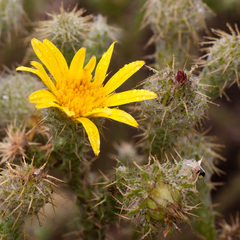 Cullumia reticulata