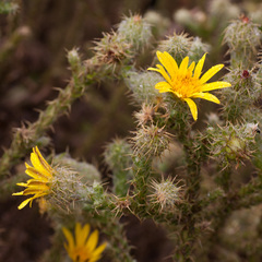 Cullumia reticulata