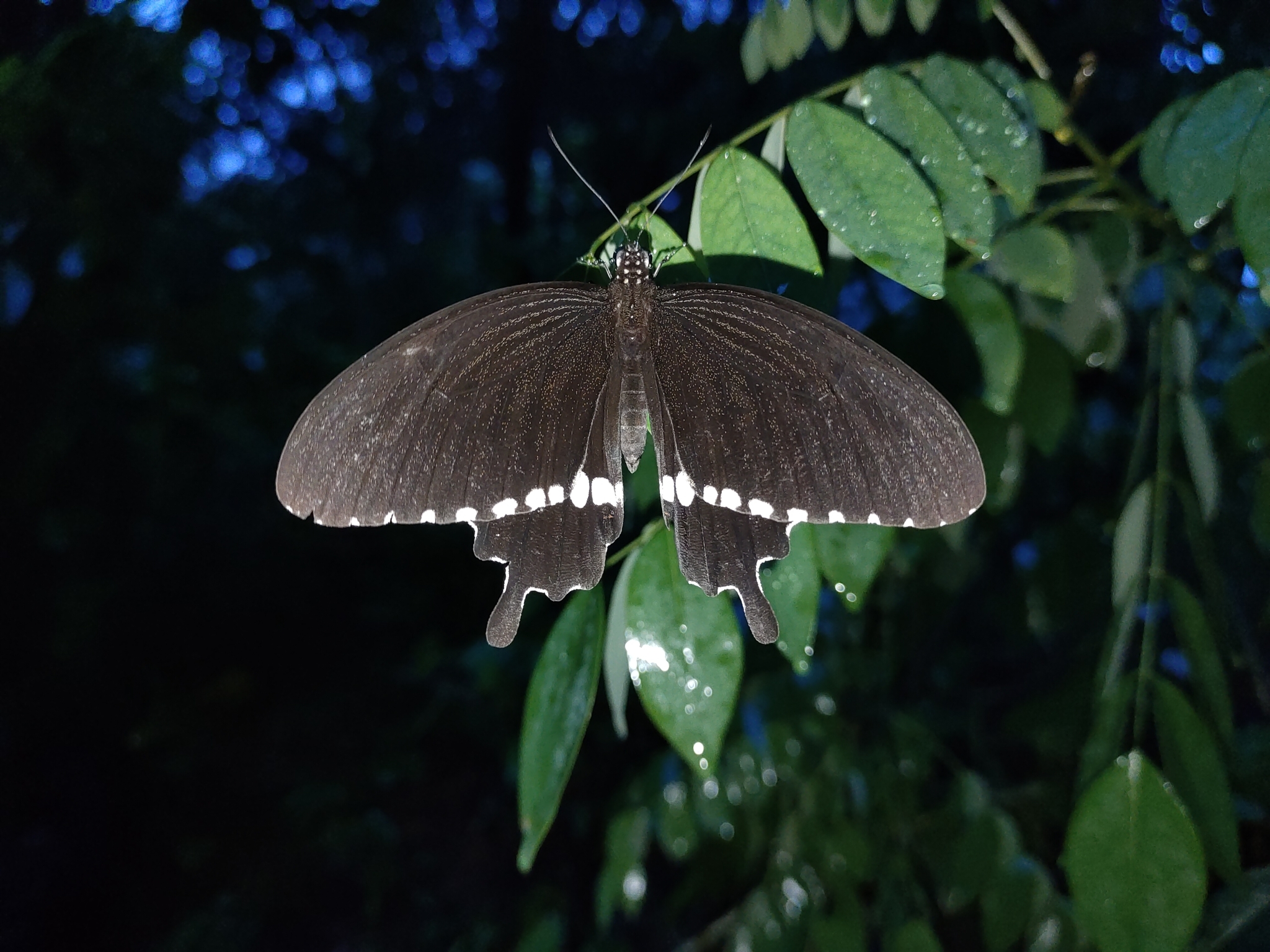 Common Mormon