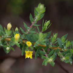 Gnidia juniperifolia