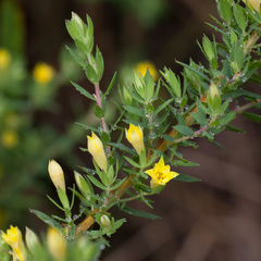 Gnidia juniperifolia