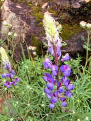 Lupinus angustifolius