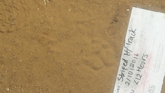 Hyaena hyaena