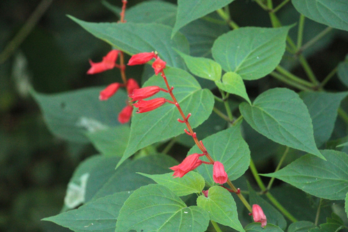 Salvia splendens