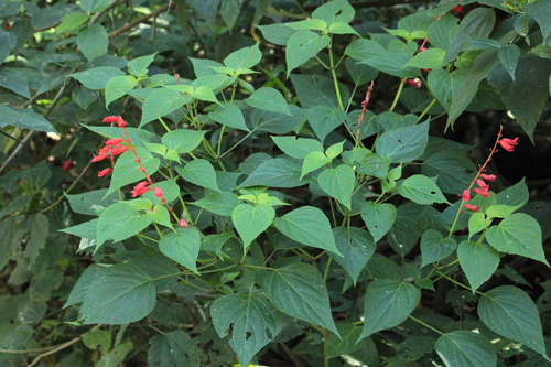 Salvia splendens