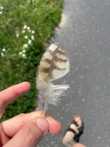 View observation of {o.common_name} on iNaturalist