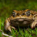 Warty Toad - Photo (c) Vicente Valdes Guzman, some rights reserved (CC BY-NC), uploaded by Vicente Valdes Guzman