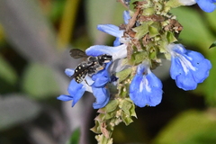 Anthidium maculosum