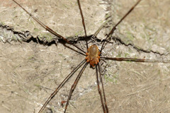 Opilio canestrinii